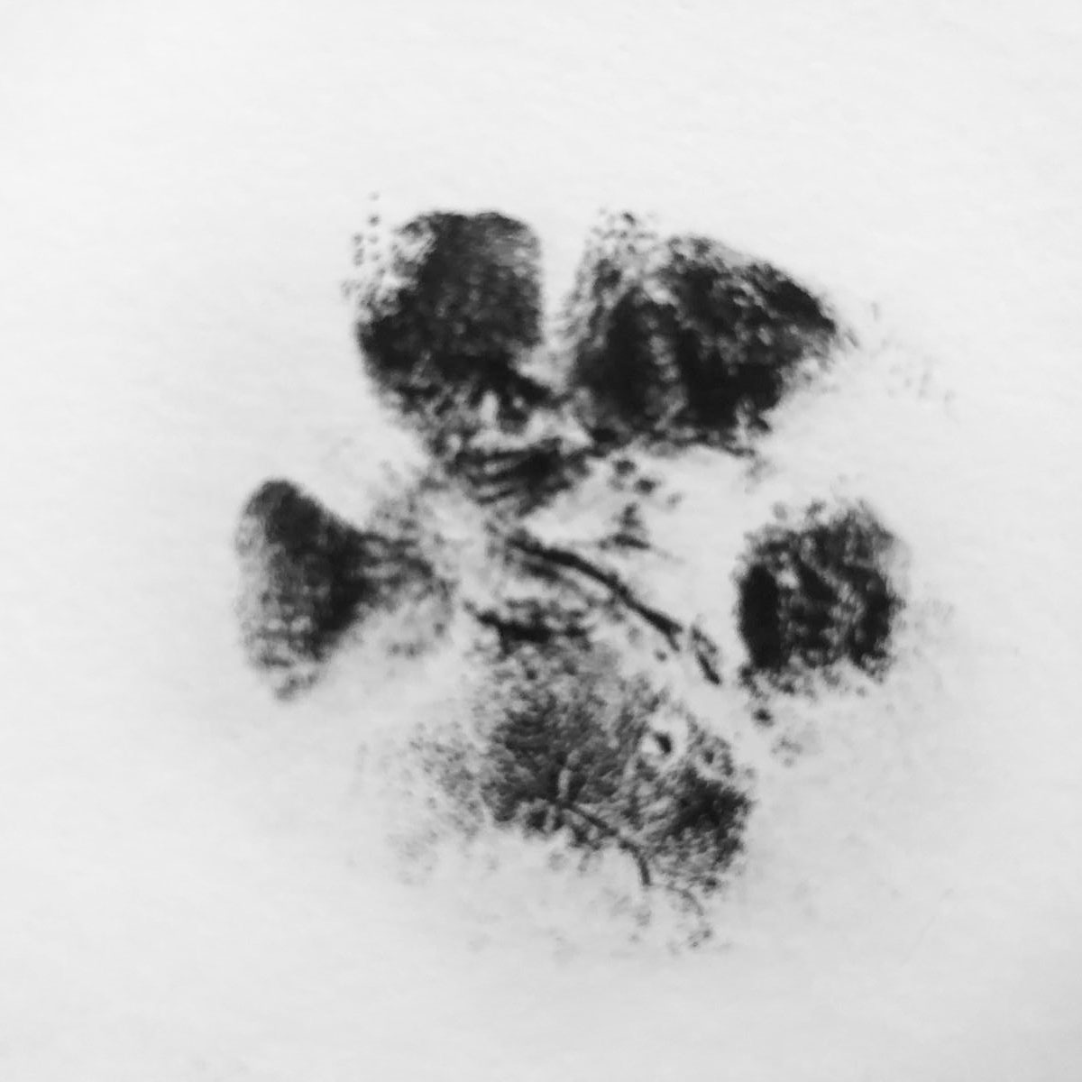 Fergie's footprint